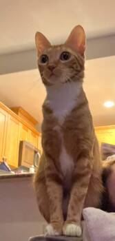 Rescue Domestic Short Hair Cats for Adoption in Los Angeles, California - Hazel | PetCurious