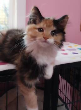 Rescue Domestic Long Hair Cats for Adoption in South Bend, Indiana - Ruby Tuesday * IN FOSTER * | PetCurious