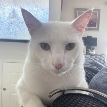 Soapstone -  Domestic Short Hair Cat for Adoption in Redmond, Washington - Soapstone | PetCurious