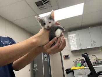 A254146 -  Domestic Short Hair Cat for Adoption in Visalia, California - A254146 | PetCurious
