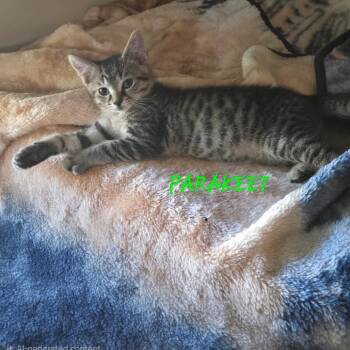 Parakeet -  Domestic Short Hair Cat Available for Adoption in Parkersburg, West Virginia - Parakeet | PetCurious