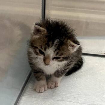 Lux Ulta -  Domestic Long Hair Cat for Adoption in Austin, Texas - Lux Ulta | PetCurious