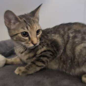Maya -  Domestic Short Hair Cat for Adoption in Butler, Pennsylvania - Maya | PetCurious