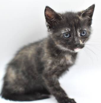 Tortoiseshell and Siamese Cats Available for Adoption in Mobile, Alabama - Cayenne | PetCurious