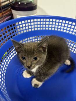 Juba -  American Shorthair Cat for Adoption in Rockport, Texas - Juba | PetCurious
