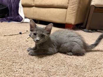 Aurora -  Domestic Long Hair Cat for Adoption in Fort Collins, Colorado - Aurora | PetCurious