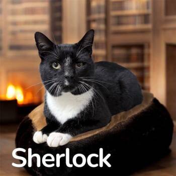 Rescue Domestic Long Hair Cats for Adoption in Barton, Vermont - Sherlock | PetCurious