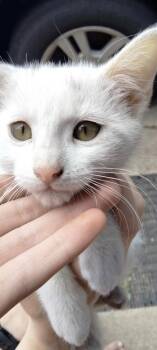 Meatball -  Domestic Short Hair Cat for Adoption in Ogden, Utah - Meatball | PetCurious