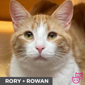 Rory (bonded with Rowan) -  Domestic Short Hair Cat for Adoption in Toronto, Ontario - Rory (bonded With Rowan) | PetCurious