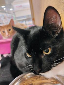 Sydney -  Domestic Short Hair Cat for Adoption in Williamsburg, Virginia - Sydney | PetCurious