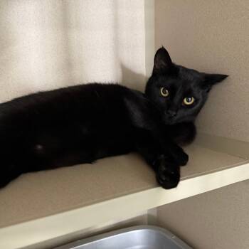 Rescue Domestic Short Hair Cats for Adoption in Pagosa Springs, Colorado - Peggy | PetCurious