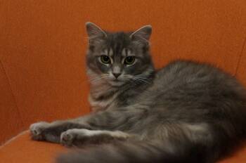 Smoke -  Domestic Medium Hair Cat Available for Adoption in Wakefield, Quebec - Smoke | PetCurious