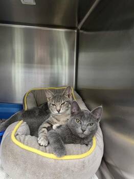 Rescue Domestic Short Hair Cats for Adoption in De Pere, Wisconsin - Cid & Sweet Pea | PetCurious