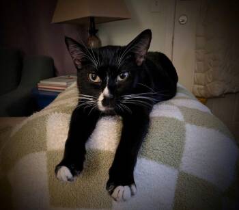 Domestic Short Hair Cats Available for Adoption in St. Helens, Oregon - Emmaline | PetCurious