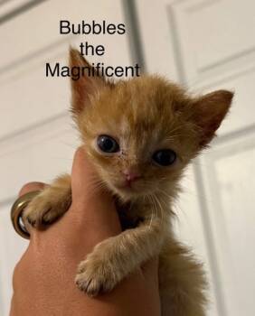 Rescue Domestic Short Hair Cats for Adoption in Anderson, Indiana - Bubbles The Magnificent | PetCurious