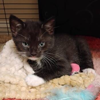Neko Katze - AC -  Domestic Short Hair Cat for Adoption in Tallahassee, Florida - Neko Katze - AC | PetCurious