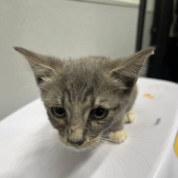 Clyde -  Domestic Short Hair Cat for Adoption in Tampa, Florida - Clyde | PetCurious