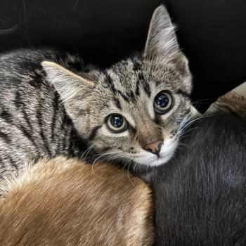 Rescue Domestic Short Hair Cats for Adoption in Richland Center, Wisconsin - Kylo | PetCurious