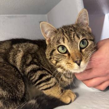 Domestic Short Hair Cats Available for Adoption in Hanson, Massachusetts - Noah (Meet Me At The Hanover Petsmart) | PetCurious