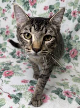260654  Bishop -  Domestic Short Hair Cat for Adoption in Wetumpka, Alabama - 260654  Bishop | PetCurious