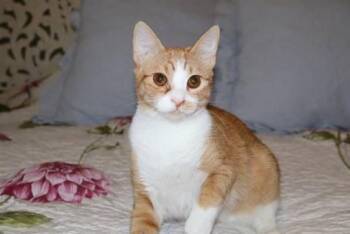 Freedom -  Domestic Short Hair Cat for Adoption in Nacogdoches, Texas - Freedom | PetCurious