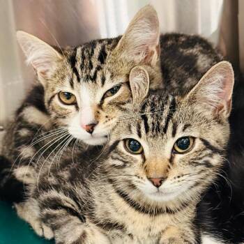 Schwinn -  Domestic Short Hair Cat for Adoption in Los Angeles, California - Schwinn | PetCurious