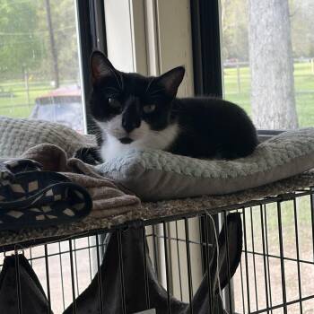 Janie -  Domestic Short Hair Cat for Adoption in Hammond, Louisiana - Janie | PetCurious