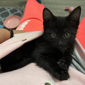 Mercedes -  Domestic Short Hair Cat for Adoption in Greenwood, Missouri - Mercedes | PetCurious