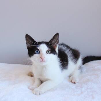 Vinnie -  Domestic Short Hair Cat for Adoption in Wayne, New Jersey - Vinnie | PetCurious