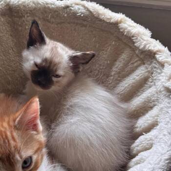 Domestic Short Hair Cats Available for Adoption in Tallahassee, Florida - Momo Park (TN) | PetCurious