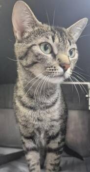 Molly -  Domestic Short Hair Cat for Adoption in Simcoe, Ontario - Molly | PetCurious