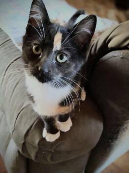 Rescue Domestic Short Hair Cats for Adoption in Oakboro, North Carolina - Reba | PetCurious