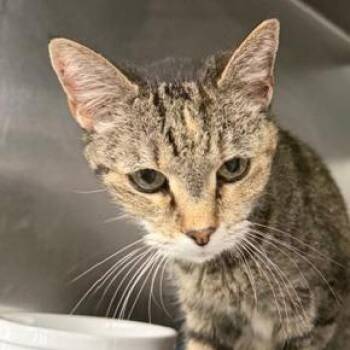 Enid -  Domestic Short Hair Cat for Adoption in Cumming, Georgia - Enid | PetCurious