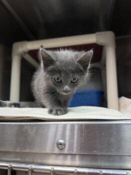 Smokey -  Domestic Short Hair Cat for Adoption in Cumberland, Maryland - Smokey | PetCurious