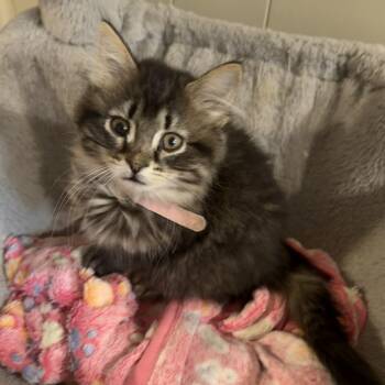 Gladys -  Domestic Long Hair Cat for Adoption in Mineral Point, Wisconsin - Gladys | PetCurious