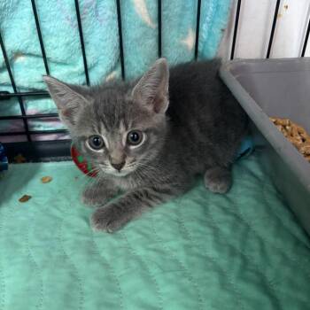 Pedi -  Domestic Short Hair Cat for Adoption in Hinesville, Georgia - Pedi | PetCurious
