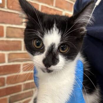 Domestic Short Hair Cats Available for Adoption in Allentown, Pennsylvania - Stanley | PetCurious
