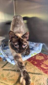 Sparrow -  Domestic Short Hair Cat for Adoption in Statesboro, Georgia - Sparrow | PetCurious