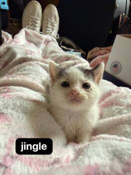 Jingle -  Domestic Short Hair Cat for Adoption in Johnson City, Tennessee - Jingle | PetCurious