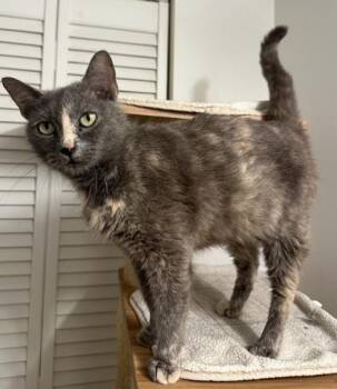 Jupiter -  Domestic Short Hair Cat for Adoption in Wilkesboro, North Carolina - Jupiter | PetCurious