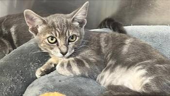 JESSE -  Domestic Short Hair Cat for Adoption in Corpus Christi, Texas - JESSE | PetCurious