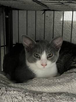 Sailor -  Domestic Long Hair Cat for Adoption in Sneads Ferry, North Carolina - Sailor | PetCurious