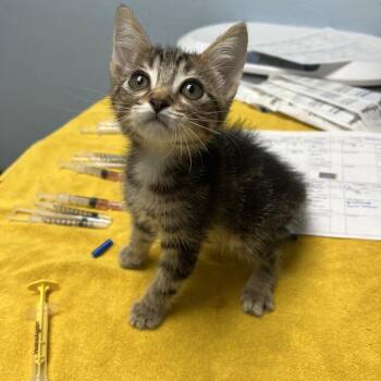 Naveen -  Domestic Short Hair Cat for Adoption in Riverside, California - Naveen | PetCurious