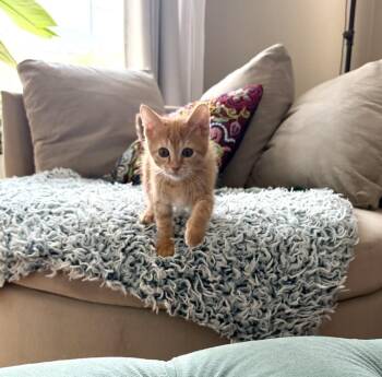 Blaziken, Conqueror of Cardboard -  Domestic Short Hair Cat for Adoption in Chicago, Illinois - Blaziken, Conqueror Of Cardboard | PetCurious