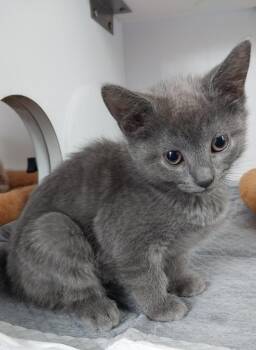 Domestic Short Hair Cats Available for Adoption in South Bend, Indiana - Bessie Coleman * IN FOSTER * | PetCurious