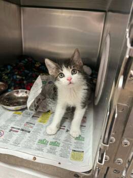 Hash Browns -  Domestic Short Hair Cat for Adoption in Detroit, Michigan - Hash Browns | PetCurious