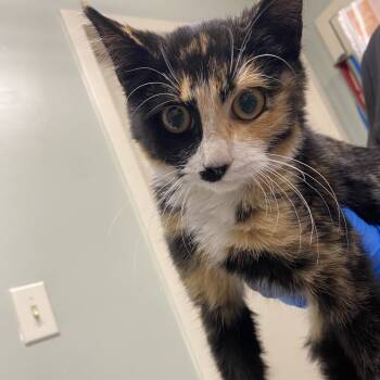 Rescue Domestic Short Hair Cats for Adoption in Waldorf, Maryland - Raspberry | PetCurious