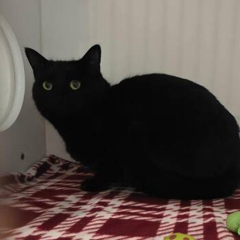 Onyx -  Domestic Short Hair Cat Available for Adoption in Port Angeles, Washington - Onyx | PetCurious