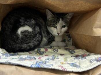 LITTLE GIRL -  Domestic Short Hair Cat for Adoption in Loveland, Colorado - LITTLE GIRL | PetCurious