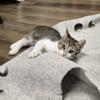 Truffle -  Tabby Cat for Adoption in Richmond, Kentucky - Truffle | PetCurious